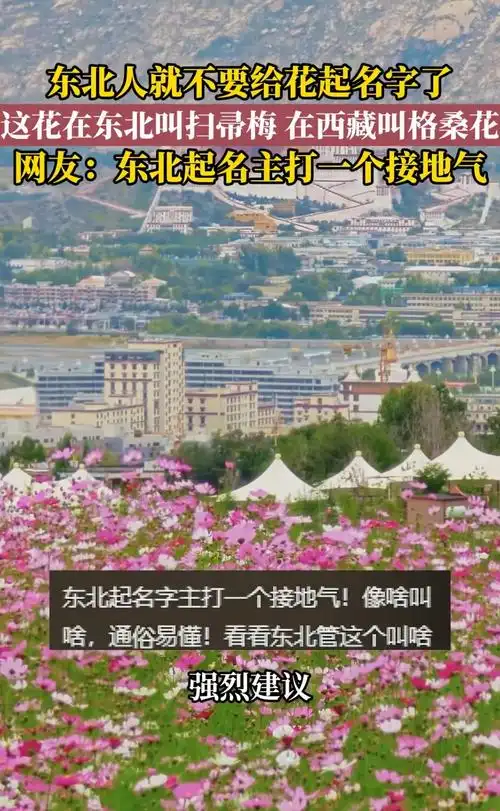 东北人起名太魔性？中超转会市场惊现“禁止景点命名”条款